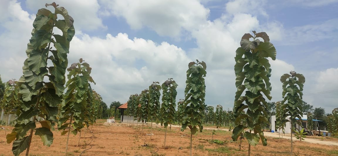 Sarda Farms — Teak Plantation
